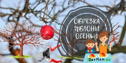 Jablečný strom obložení na podzim pro začátečníky + formace koruny